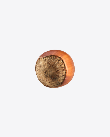 Hazelnut PNG