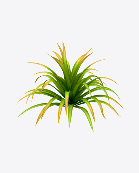 Yucca Bush PNG