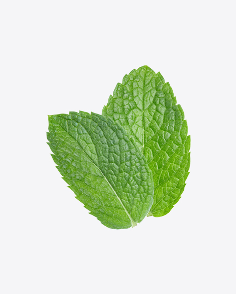Mint Leaves PNG