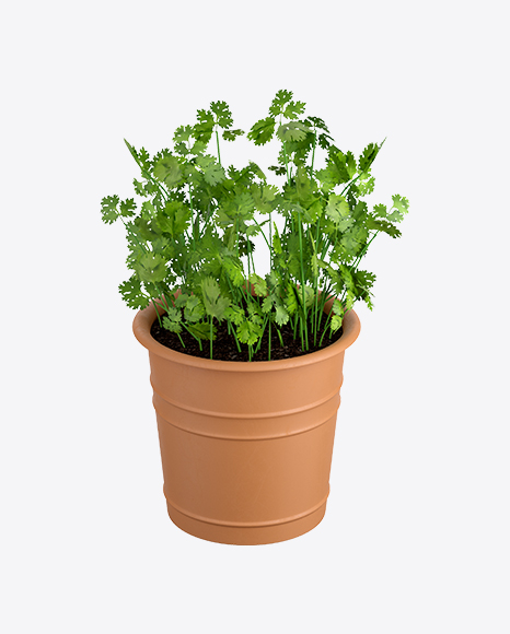 Parsley in Pot