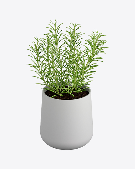 Rosemary in Pot