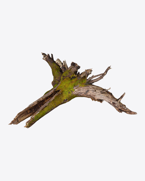 Rotten Tree Root PNG