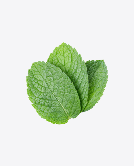Mint Leaves PNG