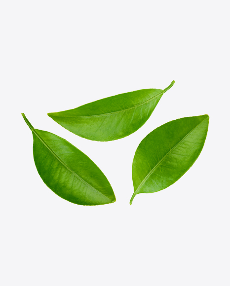 Mango Leaves PNG