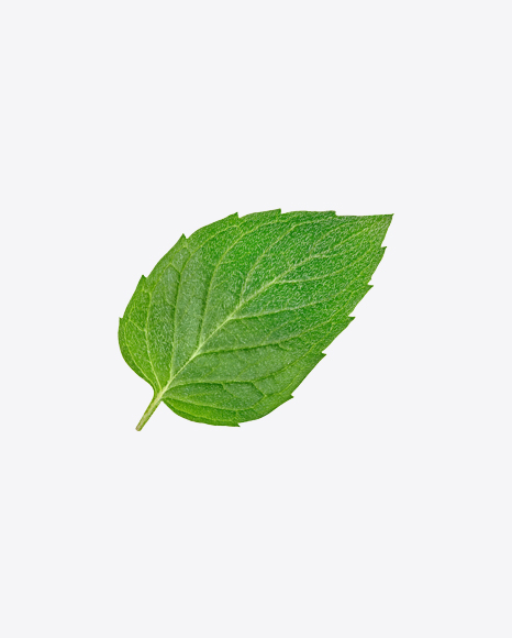 Mint Leaf