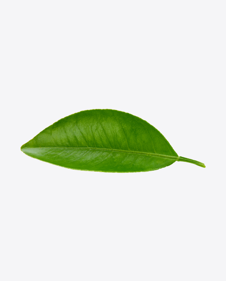 Mango Leaves PNG