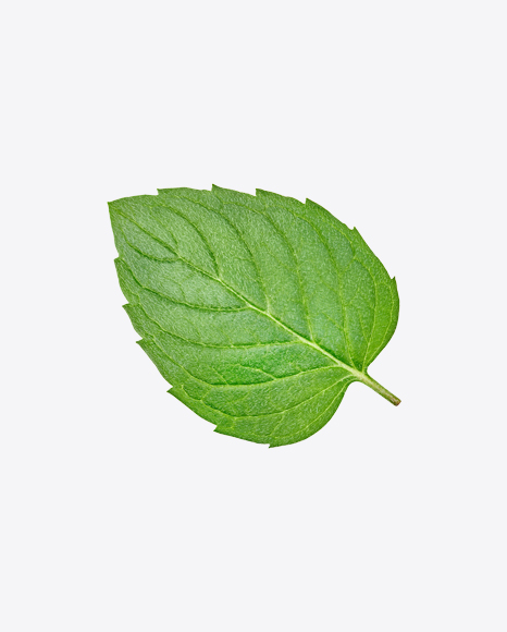 Mint Leaf PNG