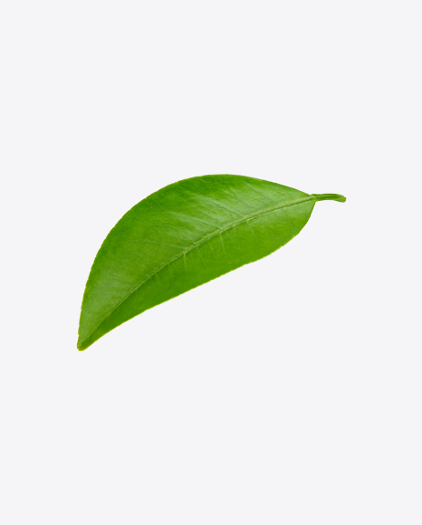 Mango Leaves PNG