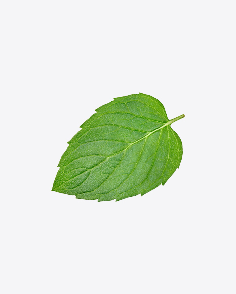 Mint Leaf PNG