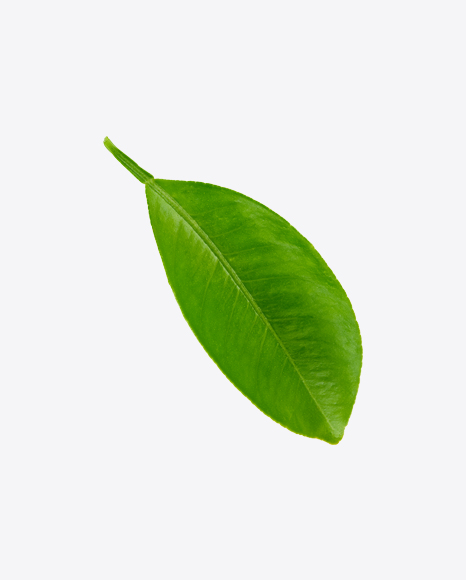 Mango Leaf PNG