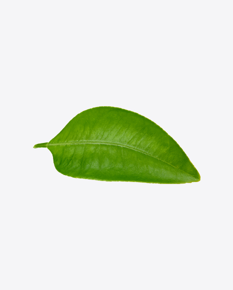 Mango Leaf PNG