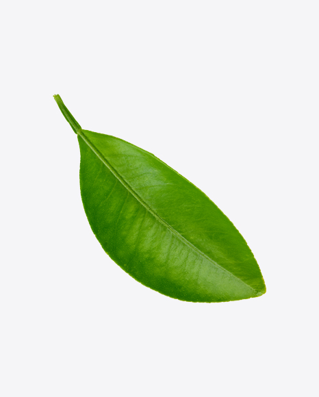 Mango Leaf PNG