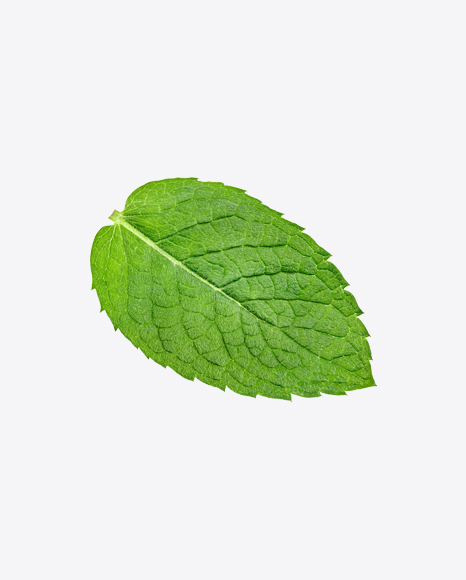Mint Leaf PNG