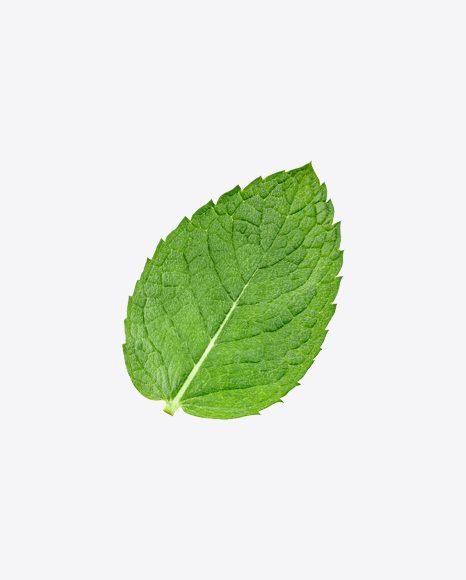 Mint Leaf PNG