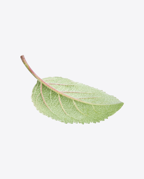Apple Tree Leaf PNG