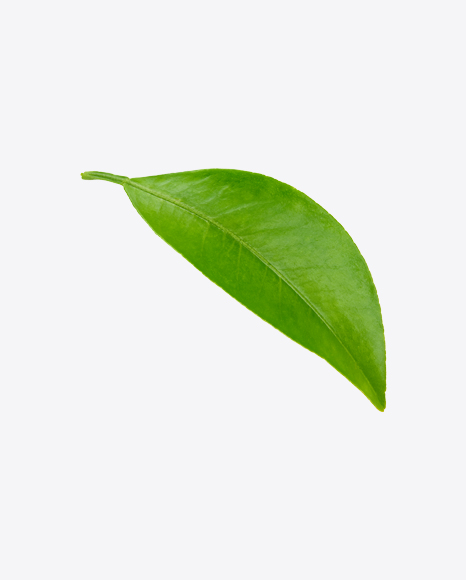 Mango Leaf PNG