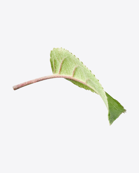 Apple Tree Leaf PNG