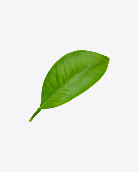 Mango Leaf PNG