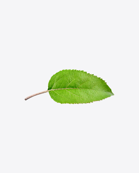 Apple Tree Leaf PNG