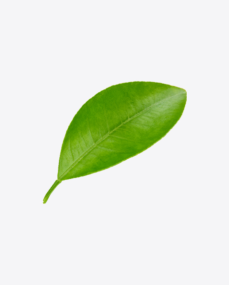 Mango Leaf PNG