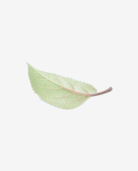 Apple Tree Leaf PNG