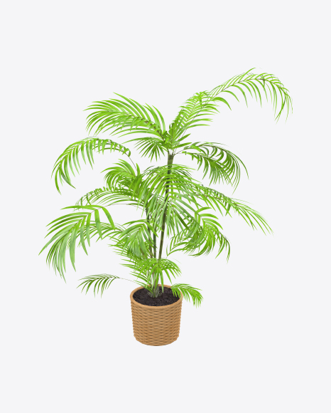 Palm Tree in Pot PNG