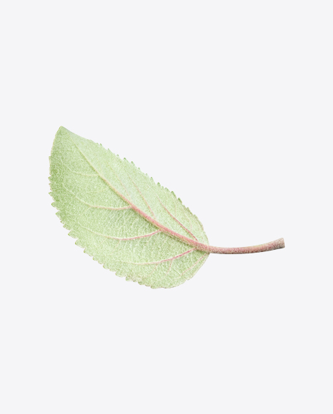 Apple Tree Leaf PNG