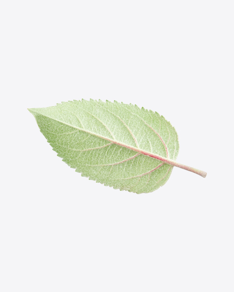 Apple Tree Leaf