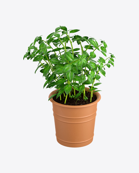 Basil in Pot