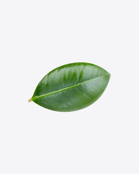 Mango Leaf PNG