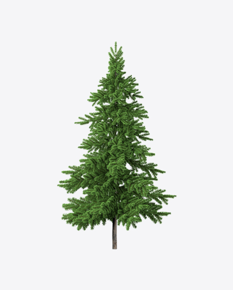 Fir Tree PNG