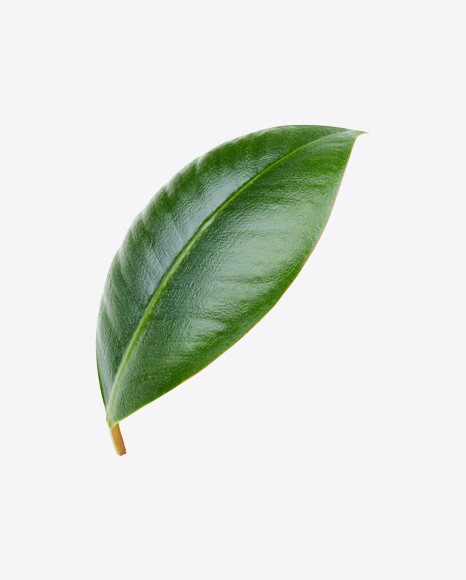 Mango Leaf PNG