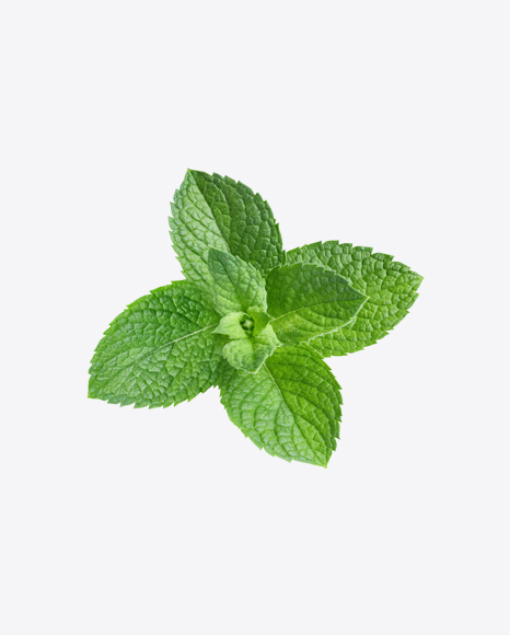 Mint Branch PNG