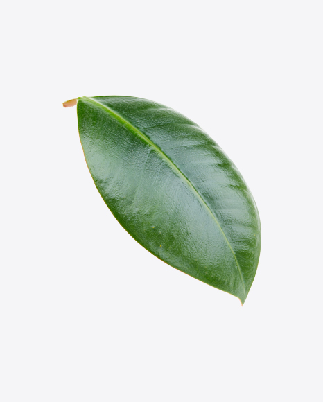 Mango Leaf PNG