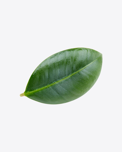 Mango Leaf PNG