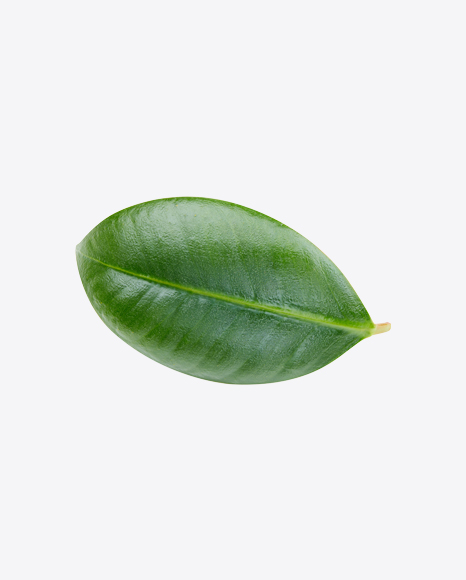 Mango Leaf PNG