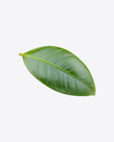 Mango Leaf PNG