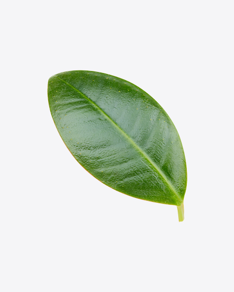 Mango Leaf PNG