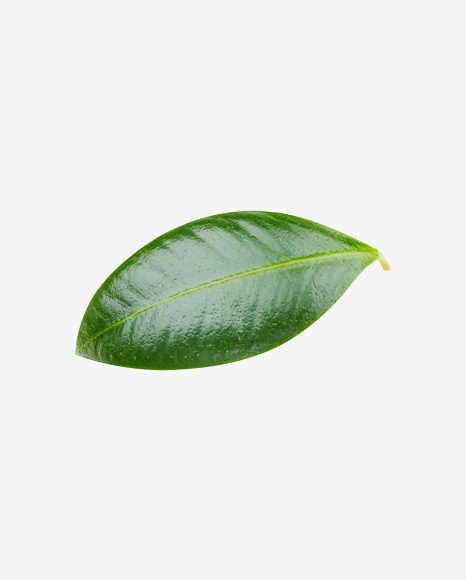 Mango Leaf PNG