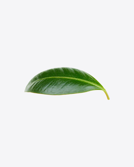 Mango Leaf PNG