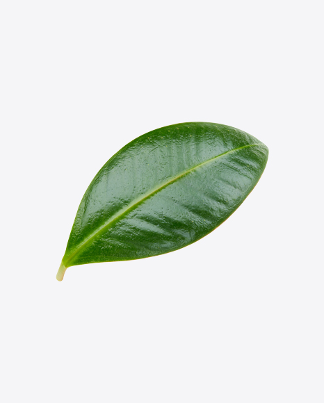 Mango Leaf PNG