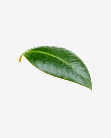 Mango Leaf PNG