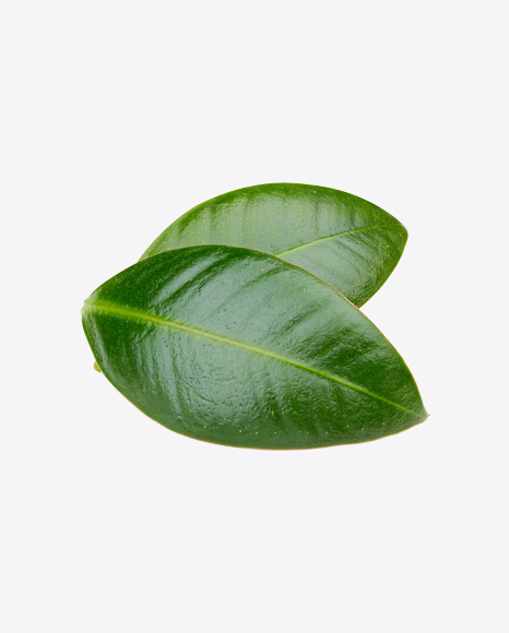 Mango Leaf