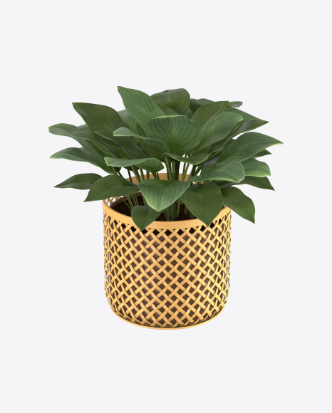 Philodendron in Pot PNG