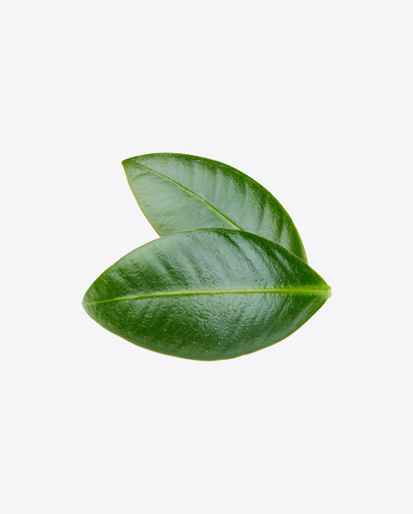 Mango Leaves PNG