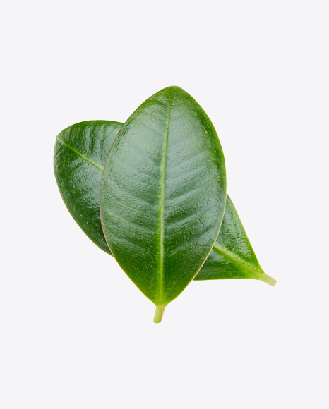 Mango Leaf PNG