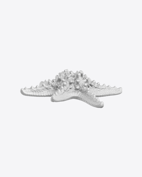 Sea Star Sculpture PNG