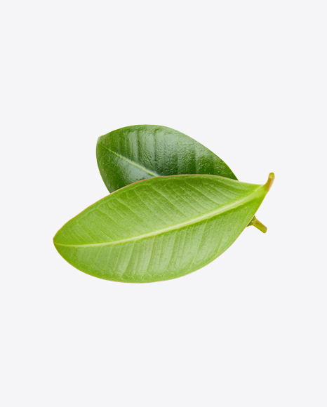 Mango Leaves PNG