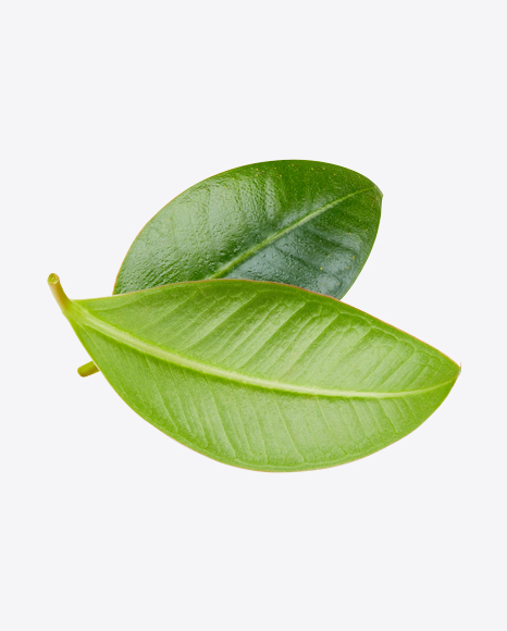 Mango Leaf PNG