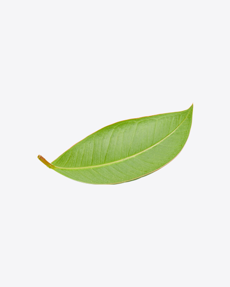 Mango Leaf PNG